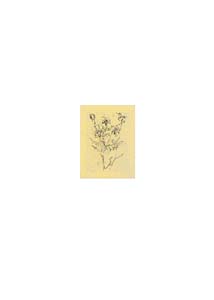 Gravure:  Treccani: Flowers cm 35x50