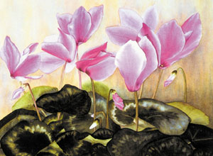 Poster: Durland: Cyclamen - 80x60 cm