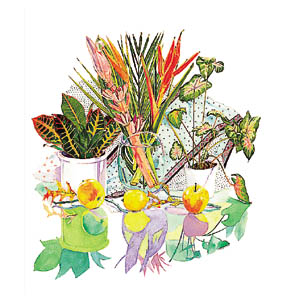 Poster: Aviram: Exotic Flowers - 66x68 cm