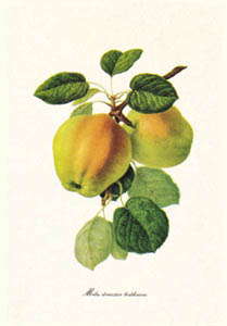 Gravure: Botanique: Malus Domestica - 35x50 cm