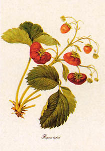 Gravure: Botanique: Fragaria Hybrid - 35x50 cm