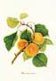 Gravure: Botanique: Prunus Armeniaca - 35x50 cm