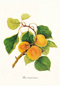 Gravure: Botanique: Prunus Armeniaca - 25x35 cm