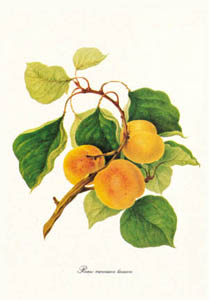 Gravure: Botanique: Prunus Armeniaca - 35x50 cm