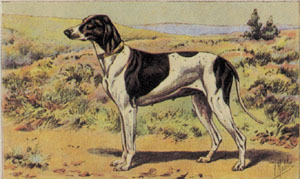 Gravure: Chiens - 30X24 cm