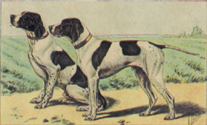 Gravure: Chiens - 30X24 cm