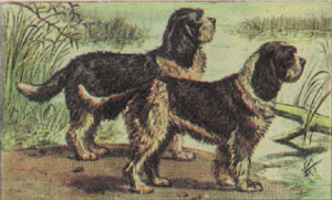 Gravure: Chiens - 50x35 cm