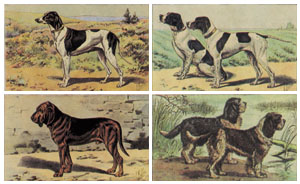 Série de 4 gravures: Chiens - 30x24 cm