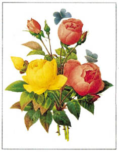 Gravure: Redouté: Roses - 18x24 cm