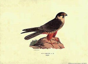 Gravure: Falco - 35x50 cm