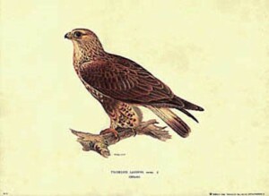 Gravure: Triorchis Lagopus - 35x50 cm