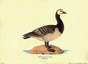 Gravure: Branta Leucopsis - 35x50 cm