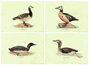 Série de 4 gravures: Canards - 50x35 cm