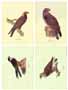 Série de 4 gravures: Oiseaux - 50x35 cm