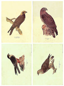 Série de 4 gravures: Oiseaux - 50x35 cm