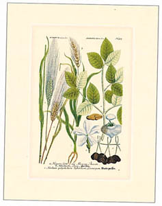 Gravure: Botanique - 25x35 cm