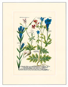 Gravure: Botanique - 18x24 cm