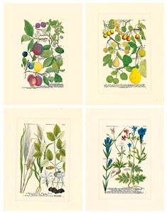 Série de 4 gravures: Botanique - 25x35 cm