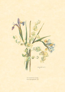 Gravure: Fleurs coupées - 25x35 cm