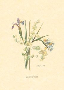 Gravure: Fleurs coupées - 50x70 cm