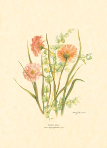 Gravure: Fleurs coupées - 13x18 cm