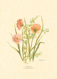 Gravure: Fleurs coupées - 25x35 cm