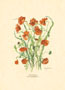 Gravure: Fleurs coupées - 50x70 cm