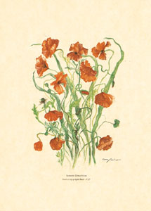 Gravure: Fleurs coupées - 13x18 cm