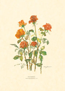 Gravure: Fleurs coupées - 25x35 cm