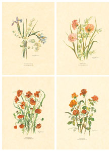 Série de 4 gravures: Fleurs coupées - 25x35 cm