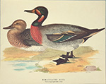 Gravure: Canards: Bimaculated Duck - 30X24 cm