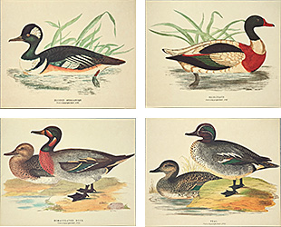 Série de 4 gravures: Canards - 30x24 cm