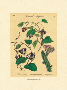 Gravure: Planches botaniques - 18x24 cm