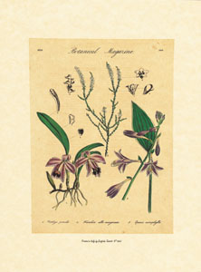Gravure: Planches botaniques - 18x24 cm