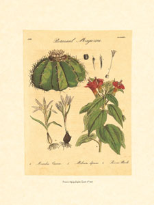 Gravure: Botanique - 35x50 cm