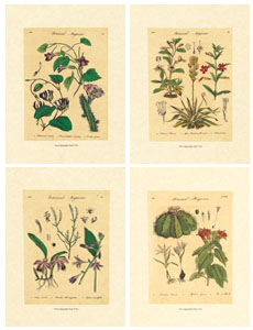 Série de 4 gravures: Planches botaniques - 18x24 cm