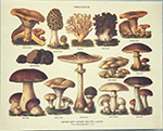 Gravure: Fungi Edules - 30x24 cm
