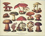 Gravure: Fungi Noxii - 30x24 cm
