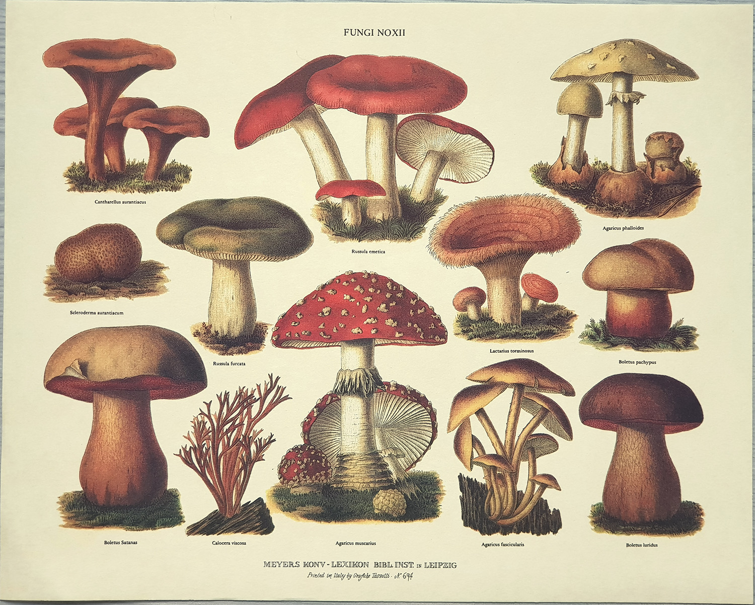 Gravure: Fungi Noxii - 30x24 cm