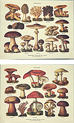 Série de 2 gravures: Champignons - 30x24 cm