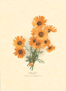 Gravure: Fleurs orientales - 18x24 cm