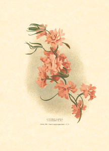 Gravure: Fleurs orientales - 18x24 cm