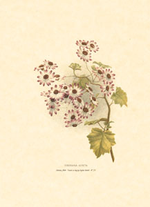 Gravure: Fleurs orientales - 13x18 cm