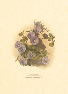 Gravure: Fleurs orientales - 13x18 cm