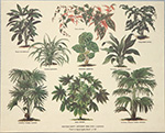 Gravure: Botanique - 30x24 cm