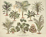 Gravure: Botanique - 30x24 cm