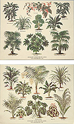 Série de 2 gravures: Botanique - 30x24 cm