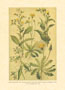 Gravure: Fleurs des Champs - 25x35 cm