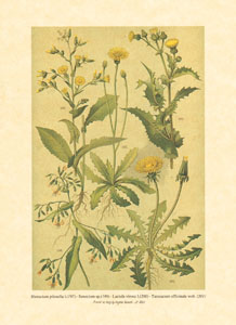 Gravure: Fleurs des champs - 18x24 cm