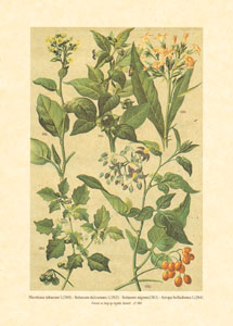 Gravure: Fleurs des champs - 13x18 cm